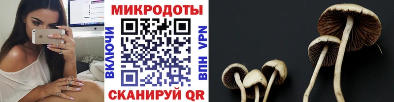 Купить  Покров  Псилоцибиновые грибы Psilocybe 